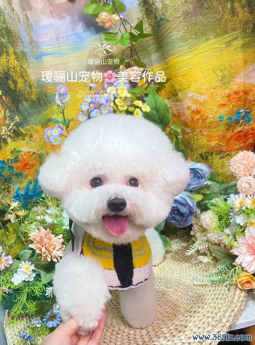 宠物美容店最全游戏攻略解说_宠物美容店最新游戏技巧通关