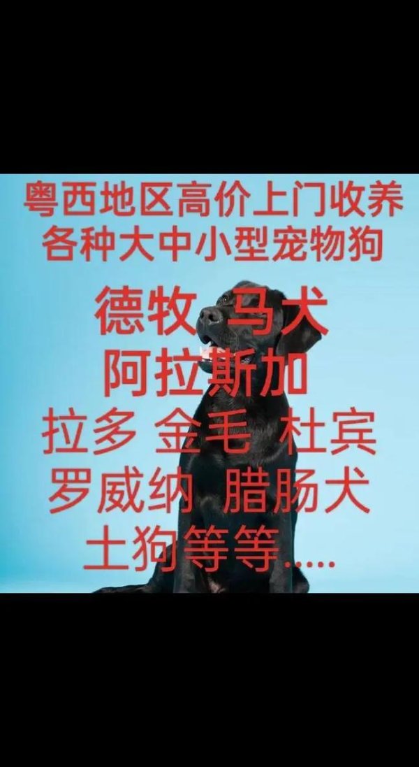 宠物回收全流程攻略_宠物回收高效玩法技巧