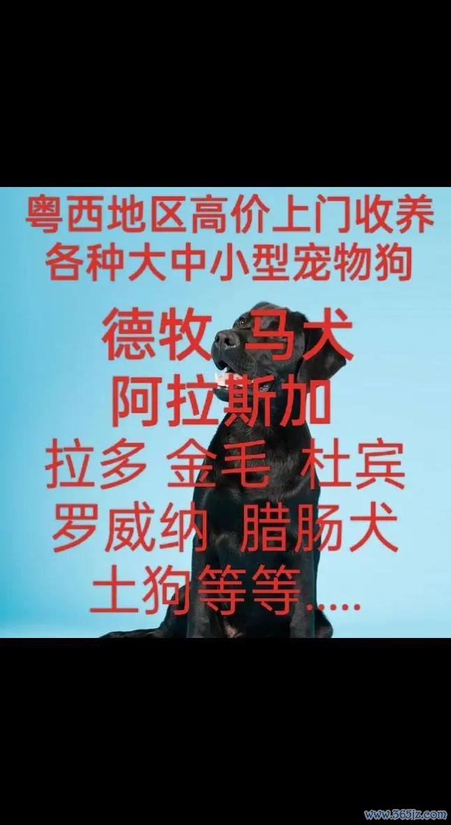 宠物回收全流程攻略_宠物回收高效玩法技巧