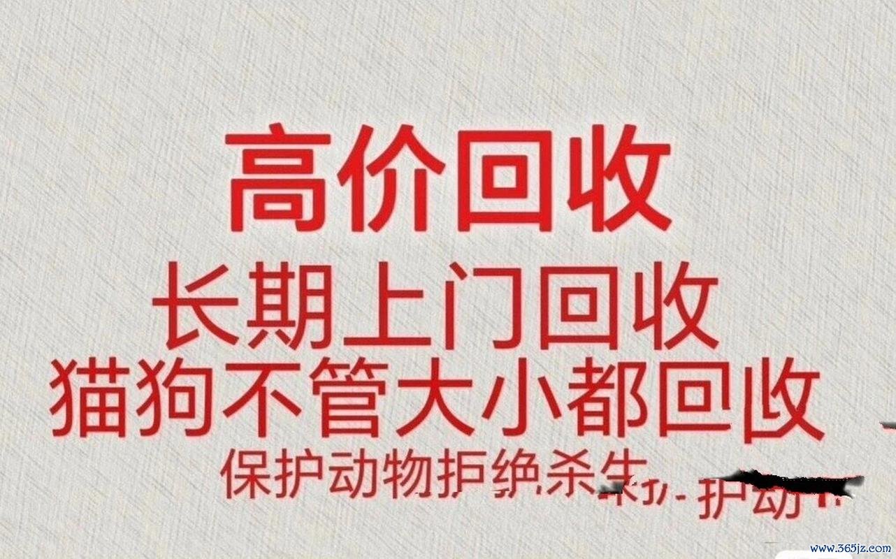 宠物回收全流程攻略_宠物回收高效玩法技巧
