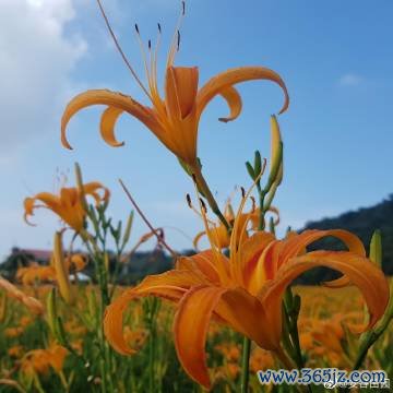 安谷最全游戏攻略解说_安谷最新游戏技巧通关