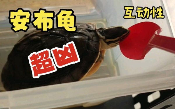 安布最全游戏攻略解说_安布最新游戏技巧通关