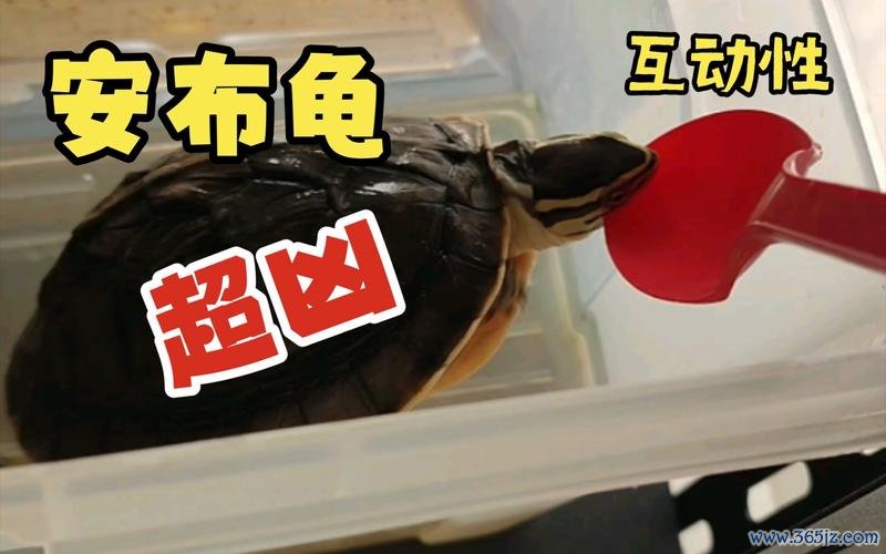 安布最全游戏攻略解说_安布最新游戏技巧通关