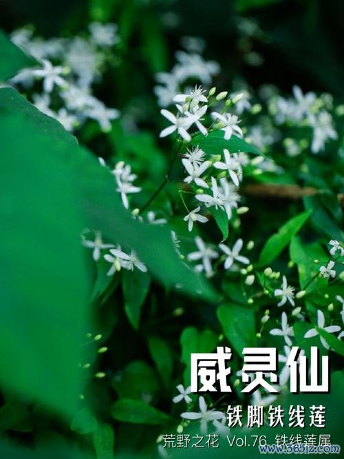 威仙灵最全游戏攻略解说_威仙灵最新游戏技巧通关