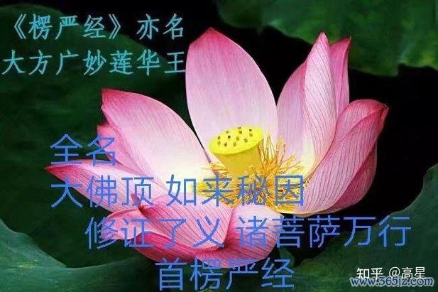 妙莲华最全游戏攻略解说_妙莲华最新游戏技巧通关