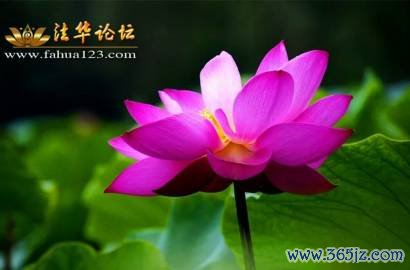 妙莲华最全游戏攻略解说_妙莲华最新游戏技巧通关